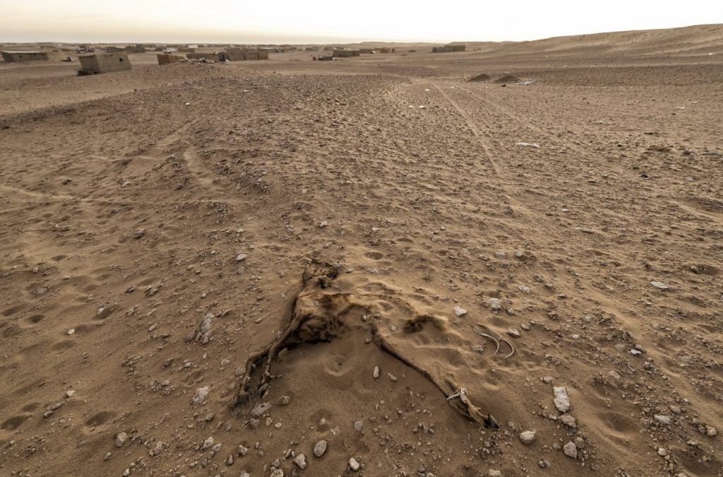 Arne Hodalič: Sinovi oblakov iz begunskih taborišč Zahodne Sahare